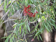 Stomiopera unicolor