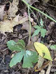 Hydrophyllum canadense