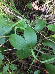 Passiflora tarminiana