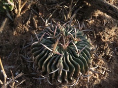 Echinofossulocactus pentacanthus