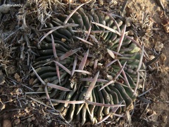 Echinofossulocactus pentacanthus