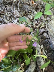 Agalinis tenuifolia