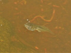 Anura