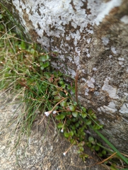 Epilobium brunnescens