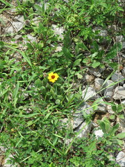 Coreopsis tinctoria
