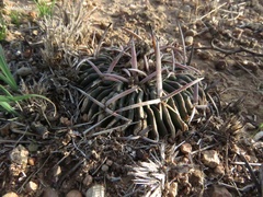 Echinofossulocactus pentacanthus