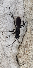 Auplopus carbonarius