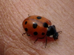 Coccinella undecimpunctata