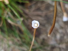 Epilobium brunnescens