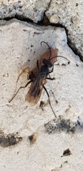Auplopus carbonarius