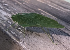 Microcentrum retinerve