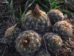 Coryphantha radians