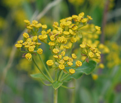 Bupleurum fruticosum