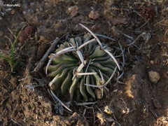 Echinofossulocactus pentacanthus
