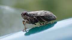 Issus coleoptratus