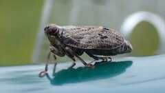 Issus coleoptratus