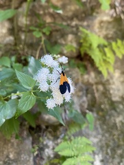 Lycomorpha pholus