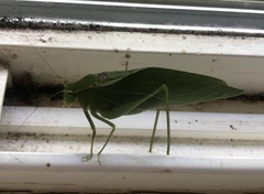 Microcentrum retinerve