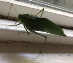 Microcentrum retinerve