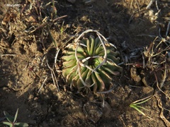 Echinofossulocactus pentacanthus