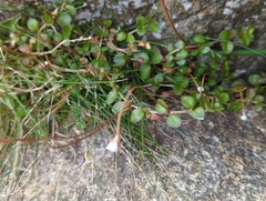 Epilobium brunnescens