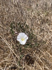 Calystegia subacaulis