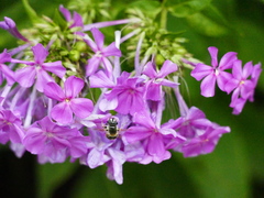 Eristalis stipator