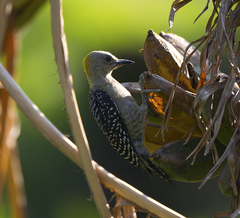 Melanerpes hoffmannii