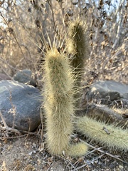 Bergerocactus emoryi