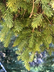 Chrysomyxa arctostaphyli