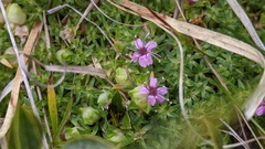 Silene acaulis exscapa