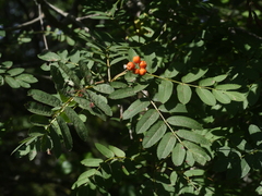 Sorbus aucuparia