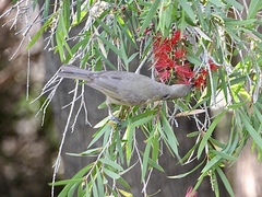 Stomiopera unicolor