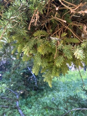 Chrysomyxa arctostaphyli