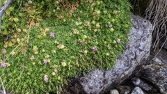 Silene acaulis exscapa