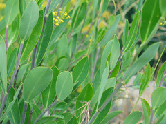 Bupleurum fruticosum