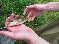 Hypentelium nigricans