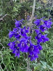 Delphinium nuttallianum