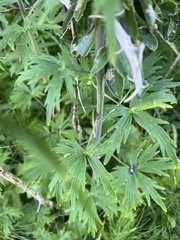 Delphinium nuttallianum