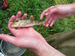 Hypentelium nigricans