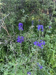 Delphinium nuttallianum