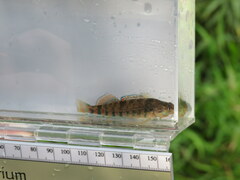 Etheostoma caeruleum