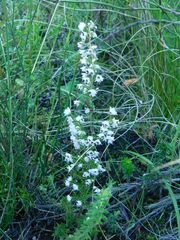 Erica quadrangularis