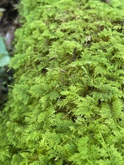 Thuidium