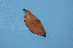 Oreta unilinea