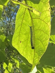 Ceratomia catalpae