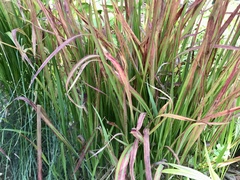 Sparganium erectum