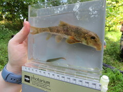 Hypentelium nigricans