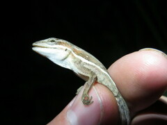 Anolis auratus