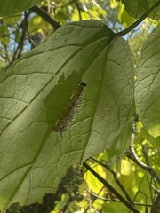 Ceratomia catalpae